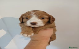 Sprocker dogs for sale: Beautiful cocker x sprocker pups - Image 12