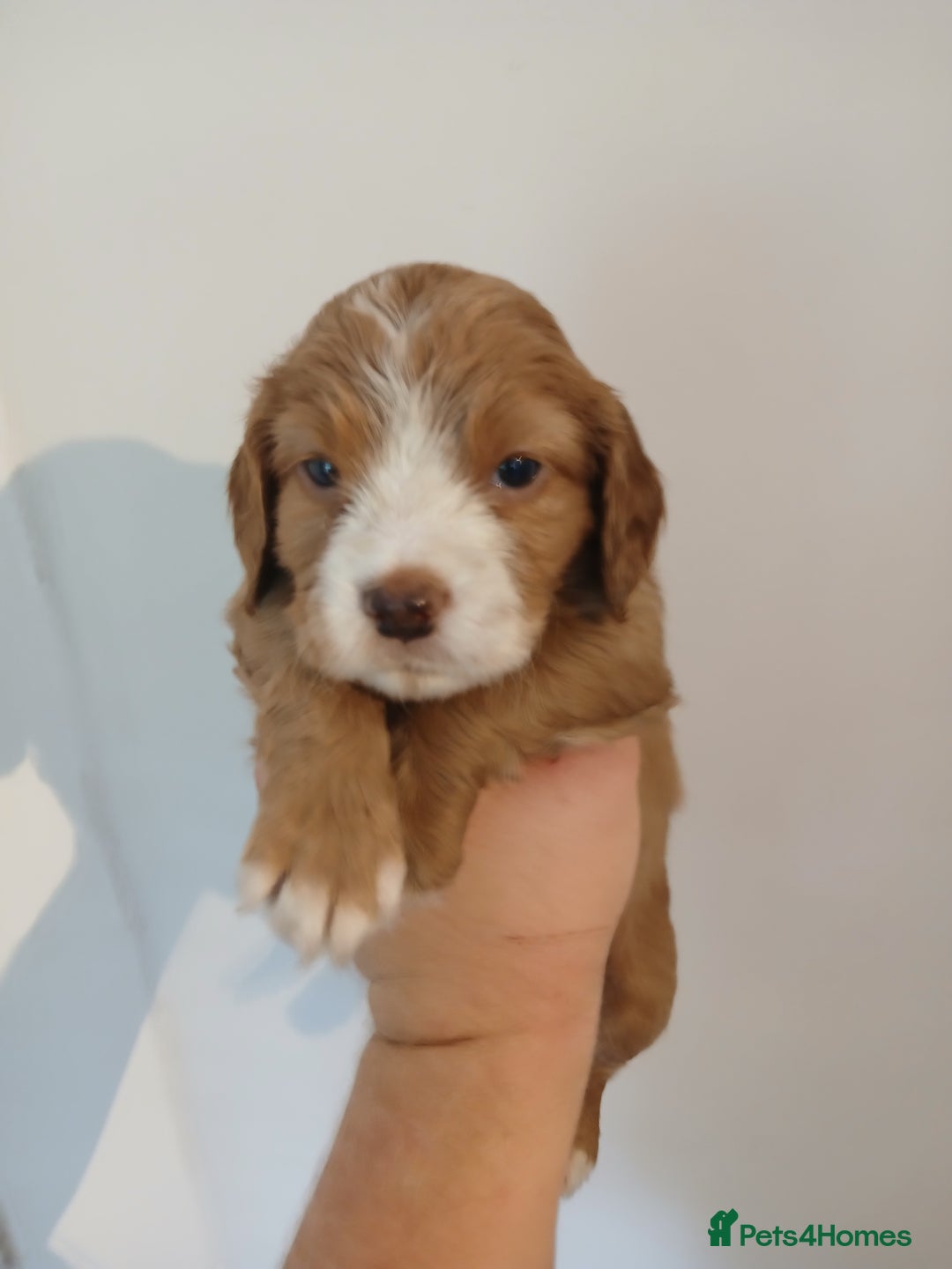 Sprocker dogs for sale: Beautiful cocker x sprocker pups - Image 12