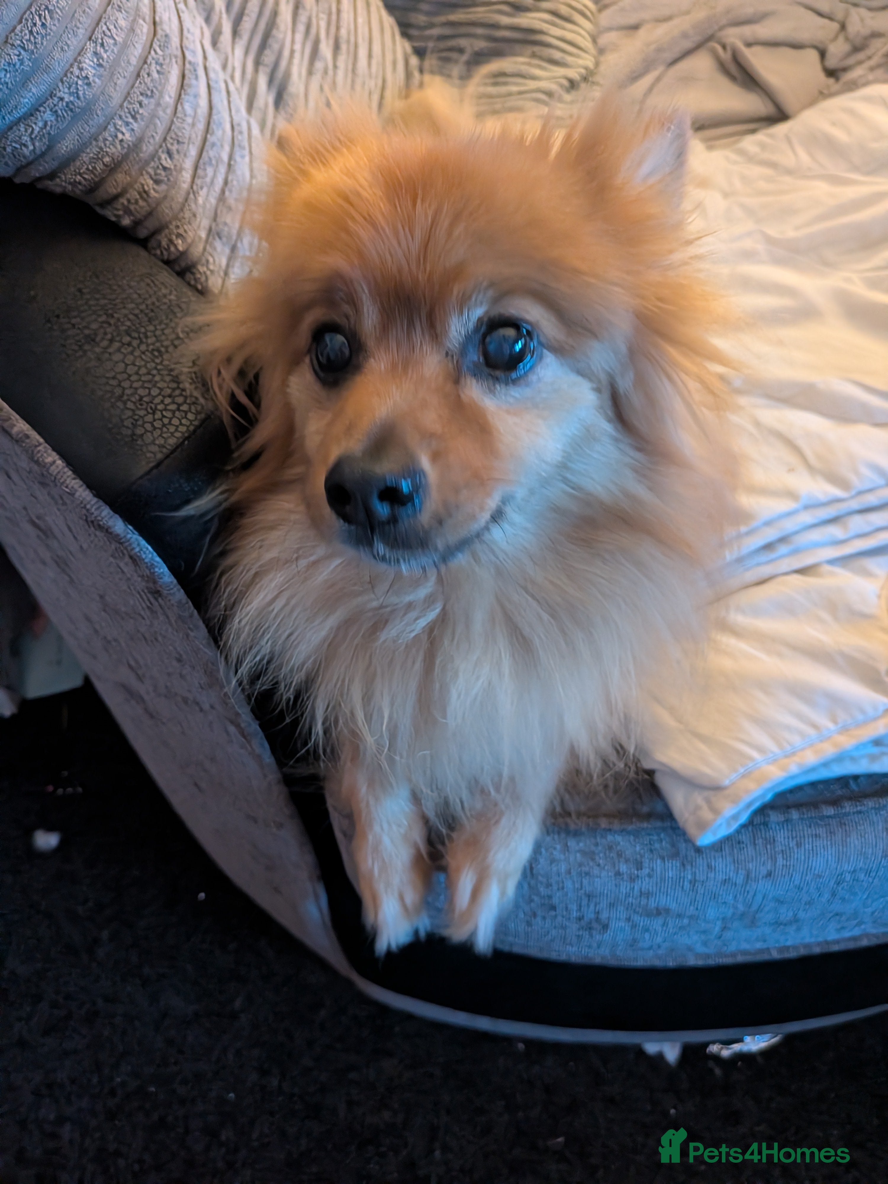 Pomeranian dogs Urgent rehoming male Pomeranian - Advert 10