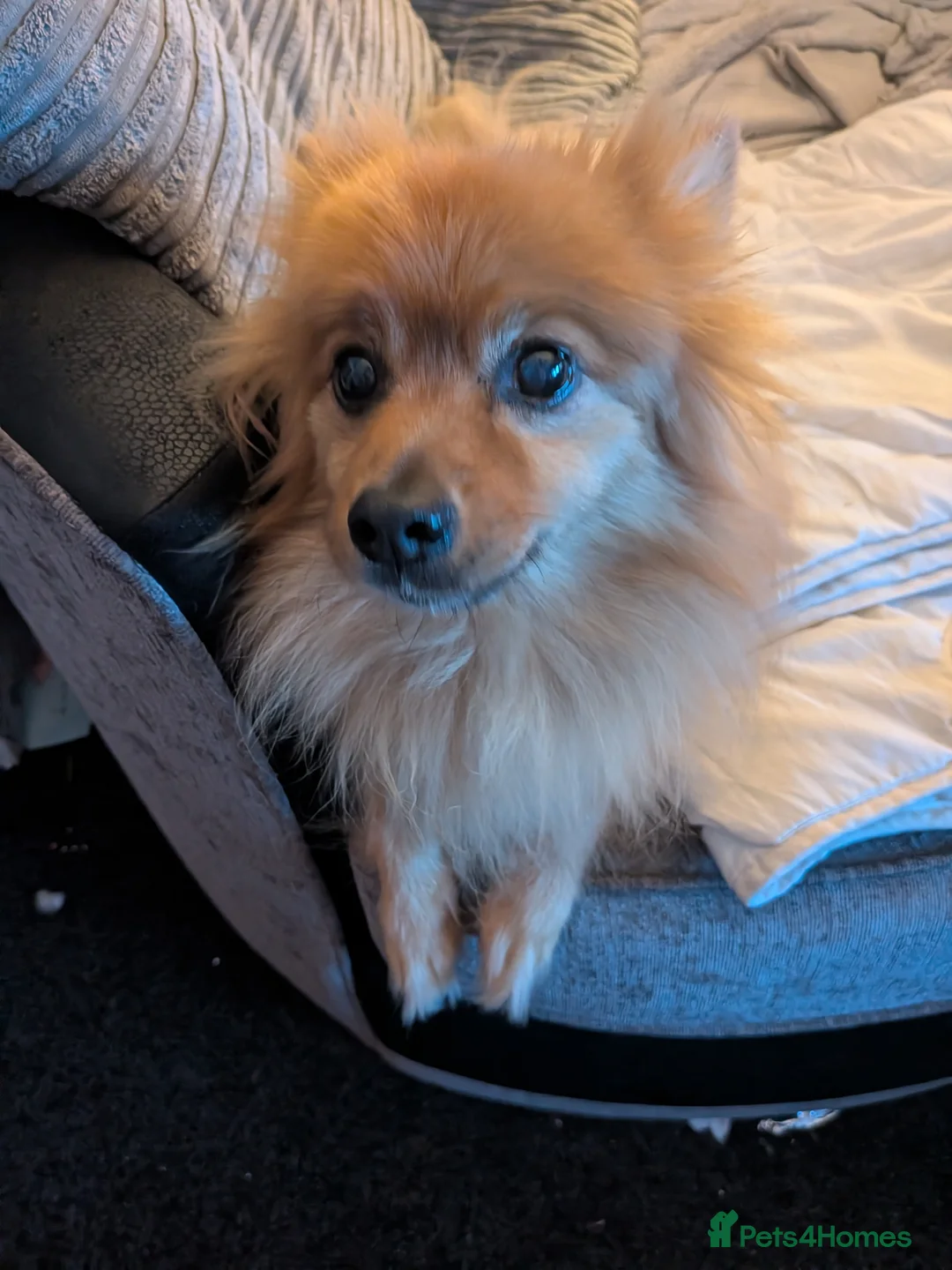 Pomeranian dogs for sale: Urgent rehoming male Pomeranian in Louth - Advert 1