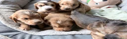 Cocker Spaniel dogs for sale: Bella’s Cocker Spaniel Puppies – 4 Boys, 1 Girl in Bedford - Advert 13