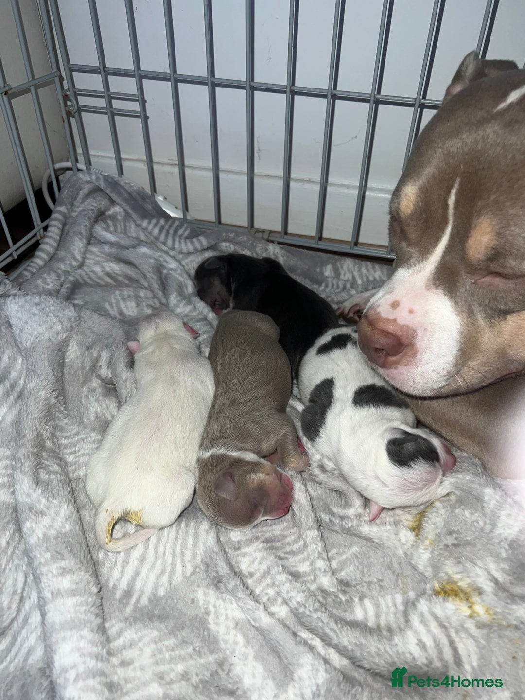American Bully dogs for sale: Pocket Bully puppy GIRL - FOR SALE - Advert 13