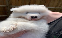 Samoyed dogs for stud: Purebred KC Registered SAMOYED Stud for Breeding  in Reading - Image 9