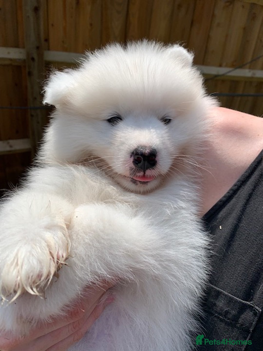 Samoyed dogs for stud: Purebred KC Registered SAMOYED Stud for Breeding  in Reading - Image 9
