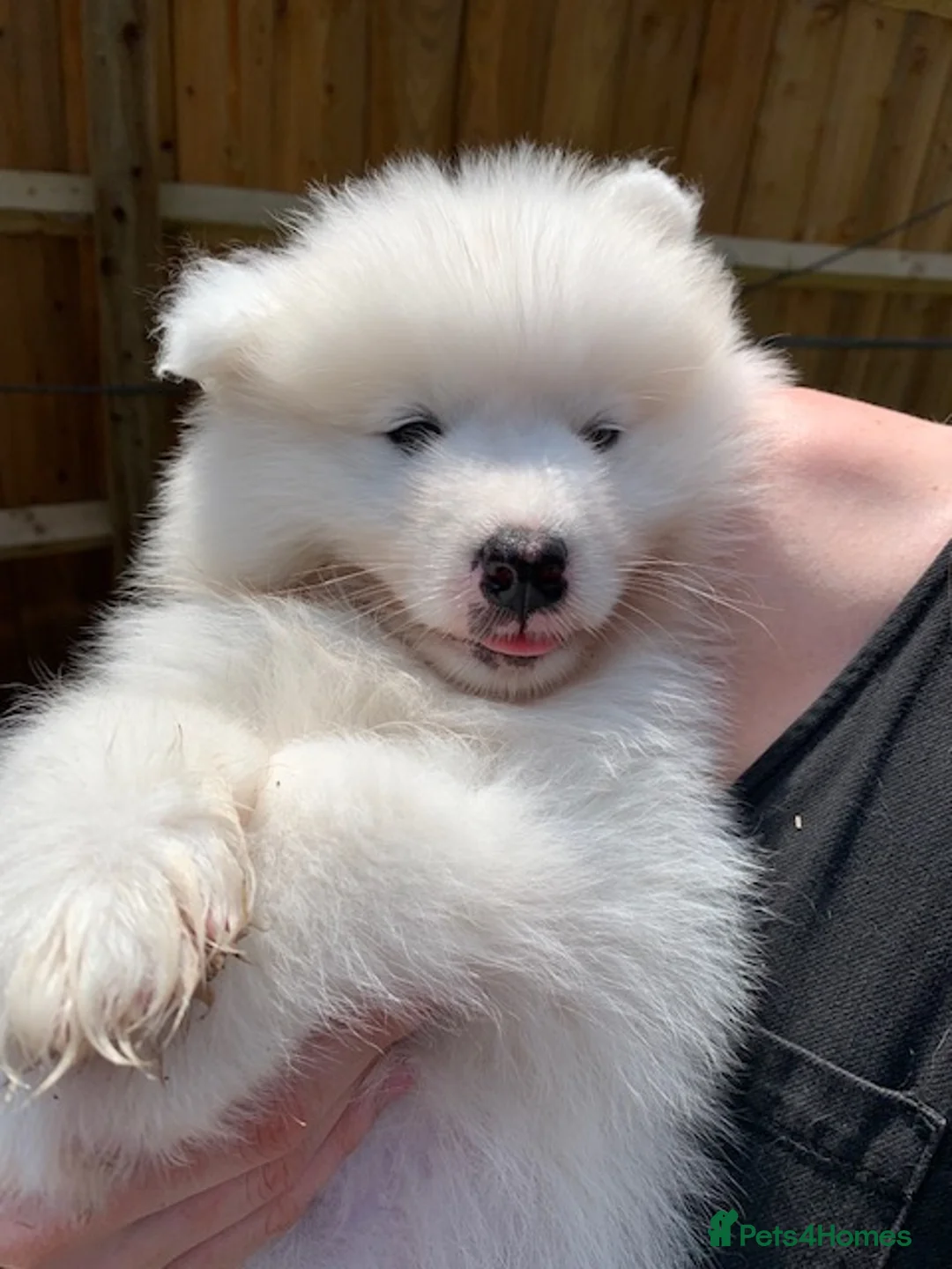 Samoyed dogs for stud: Purebred KC Registered SAMOYED Stud for Breeding  in Reading - Advert 9