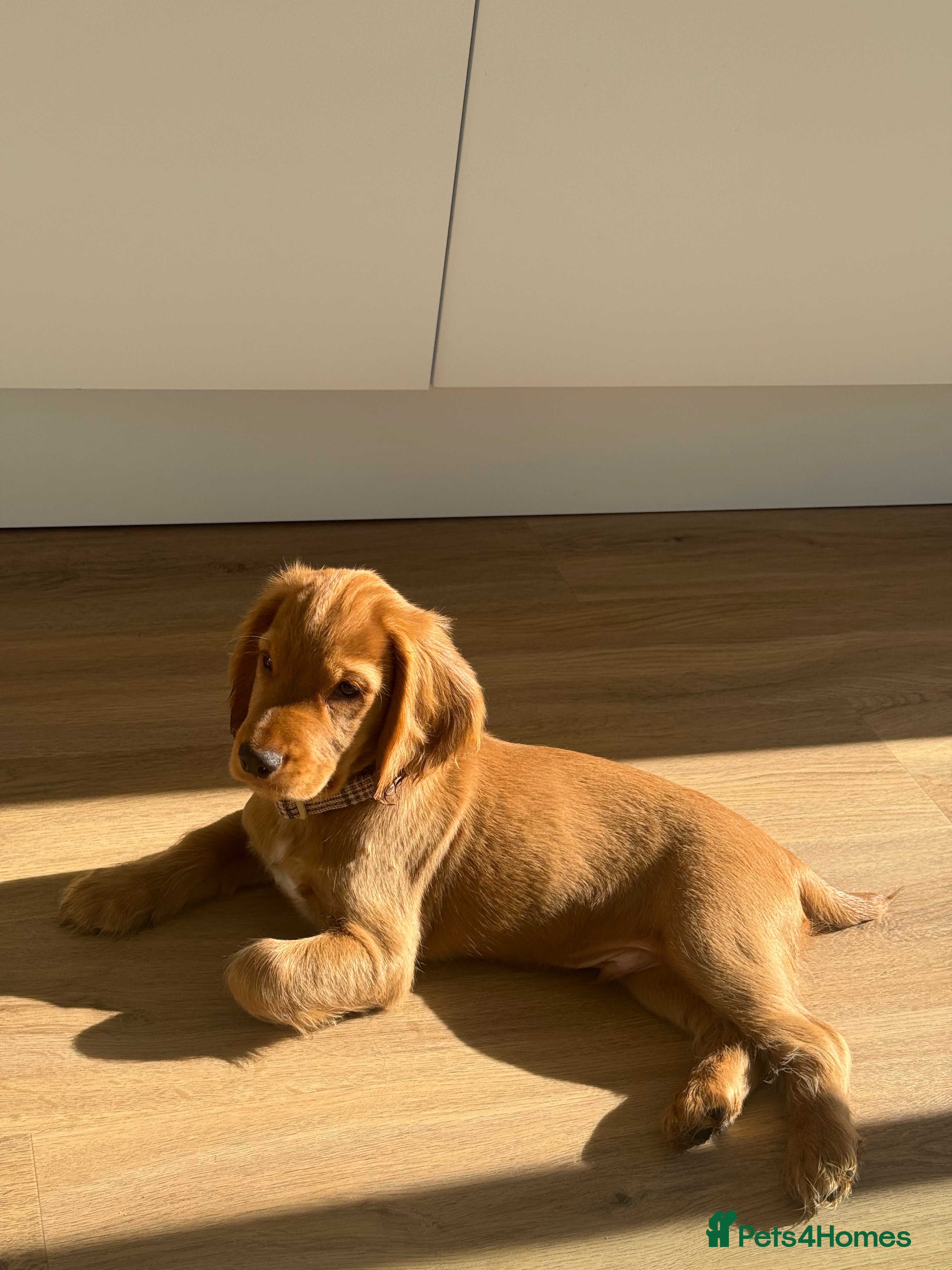 Cocker Spaniel dogs Urgent! KC reg 12wk WCS Puppy for a Forever Home - Advert 19