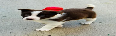Border Collie 5