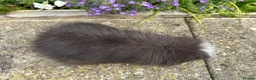 Guinea Pig rodents for sale: Friendly Swiss guinea pig boars (boys) - Advert 7