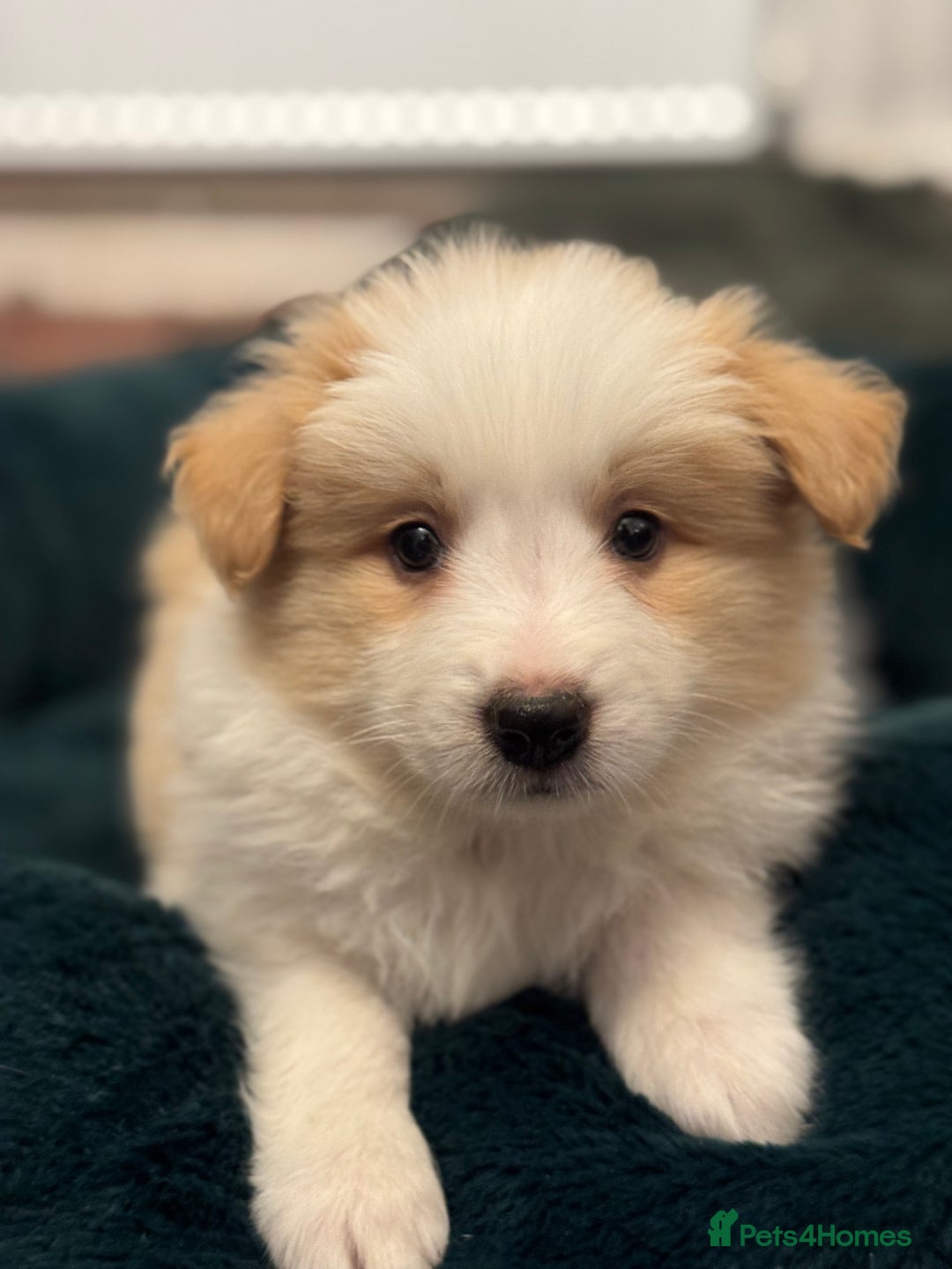 Border Collie dogs for sale: Pure Bred Border Collie Puppies For Sale - Advert 29