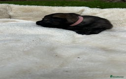 German Shepherd dogs for sale: German Shepherd's from DDR and Czech bloodlines.  - Image 21