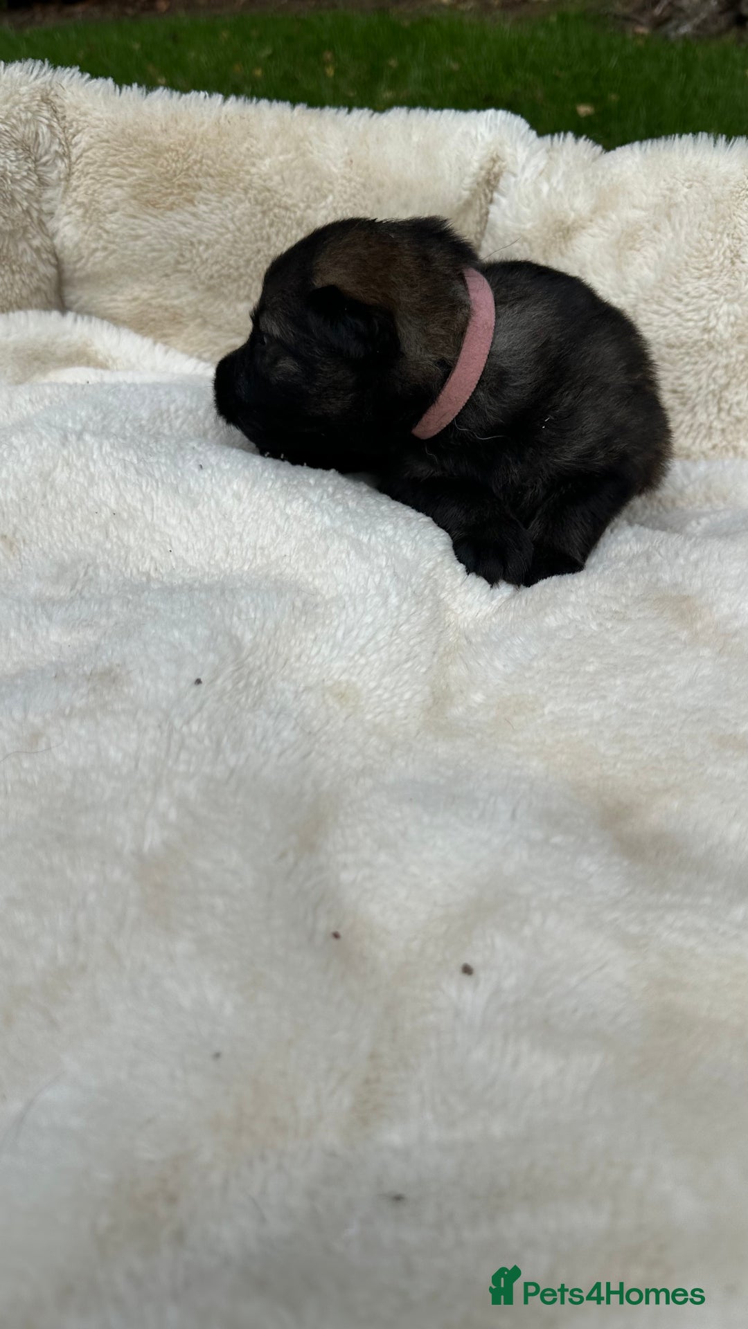 German Shepherd dogs for sale: German Shepherd's from DDR and Czech bloodlines.  - Image 21