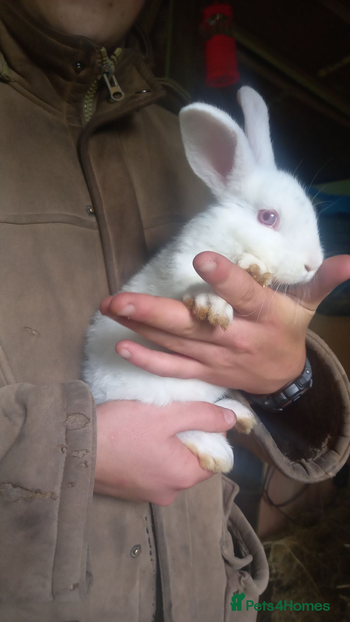 New Zealand rabbits Reduced from £100 2 £50 ,so to find  forever home  - Advert 1