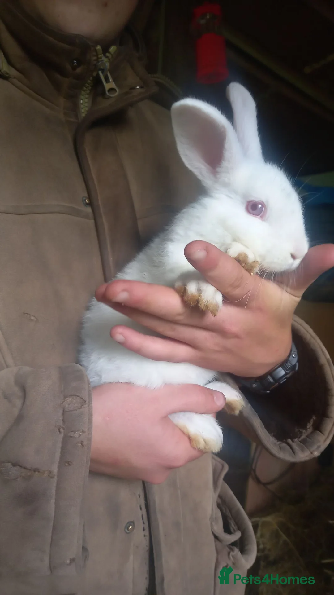 New Zealand rabbits for sale: Reduced from £100 2 £50 ,so to find  forever home  in Swansea - Advert 1