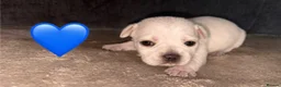 Frug dogs for sale: 6 beautiful Frug Puppies  - Advert 5
