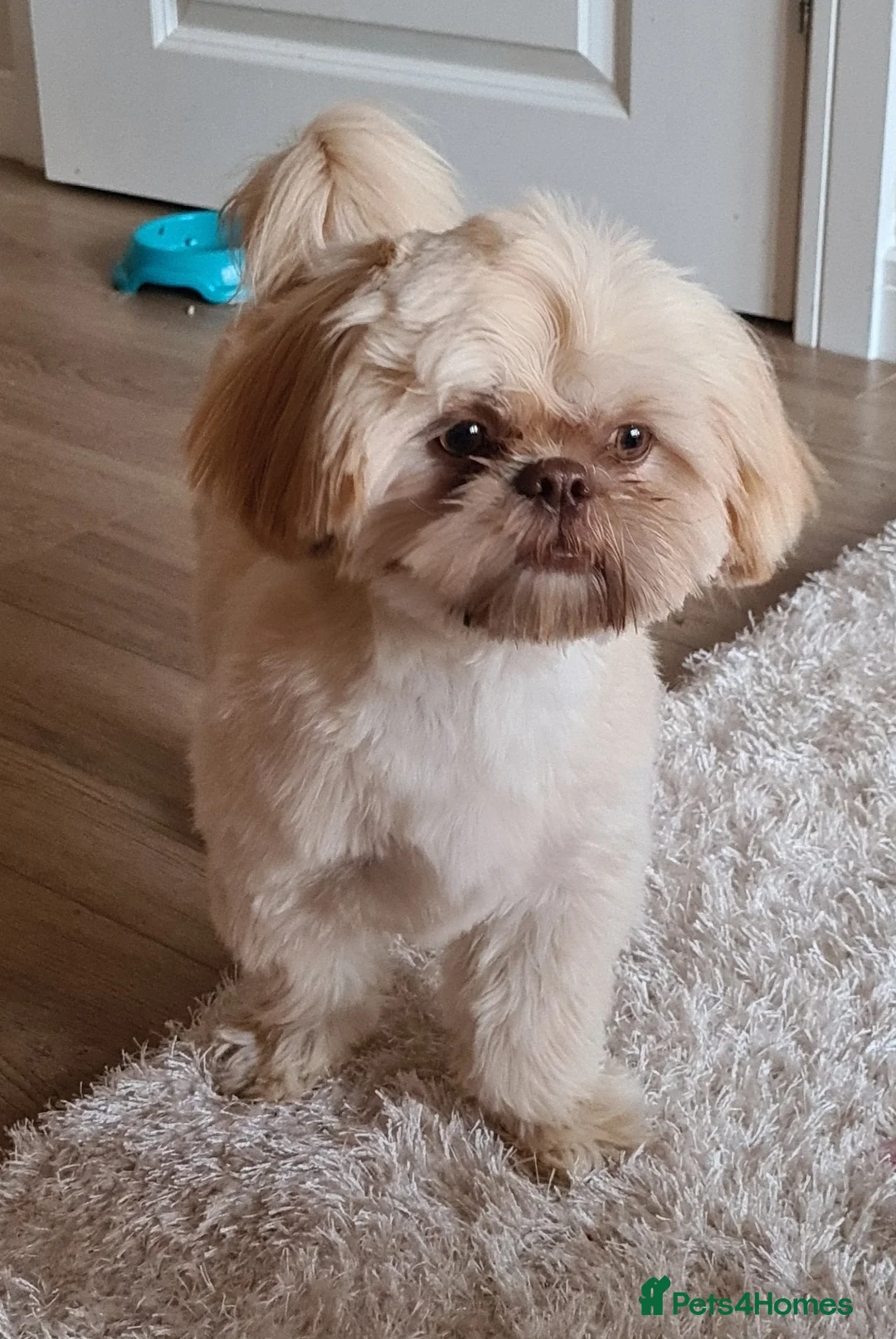 Shih Tzu dogs for stud: LAVENDER PRODUCING Liver Imperial shihtzu in Cardiff - Advert 8