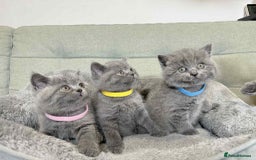 British Shorthair cats for sale: Chunky British Shorthair Blue Kittens 🐱💙 - Image 35