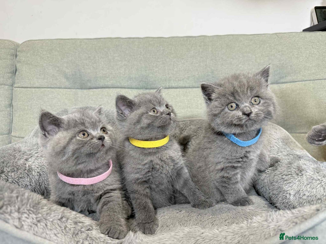 British Shorthair cats for sale: Chunky British Shorthair Blue Kittens 🐱💙 - Image 35