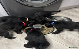 Mixed Breed dogs for sale: 3/4Bedlington 1/4Whippet - Image 15