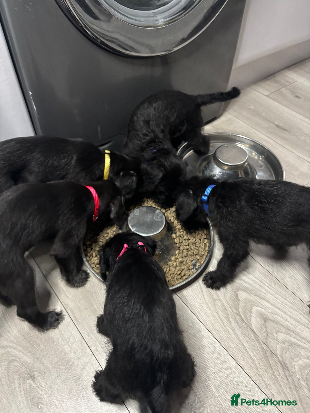 Mixed Breed dogs for sale: 3/4Bedlington 1/4Whippet - Image 15