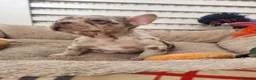 French Bulldog dogs for sale: New Shade Isabella Merle and Tan! - Advert 16