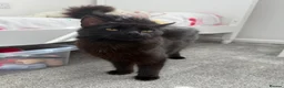 Ragdoll cats for sale: Ragdoll x main coon kittens - Advert 10