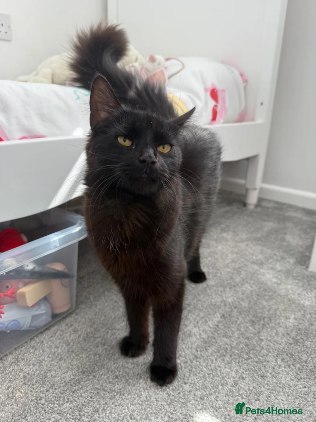 Ragdoll cats for sale: Ragdoll x main coon kittens - Advert 10