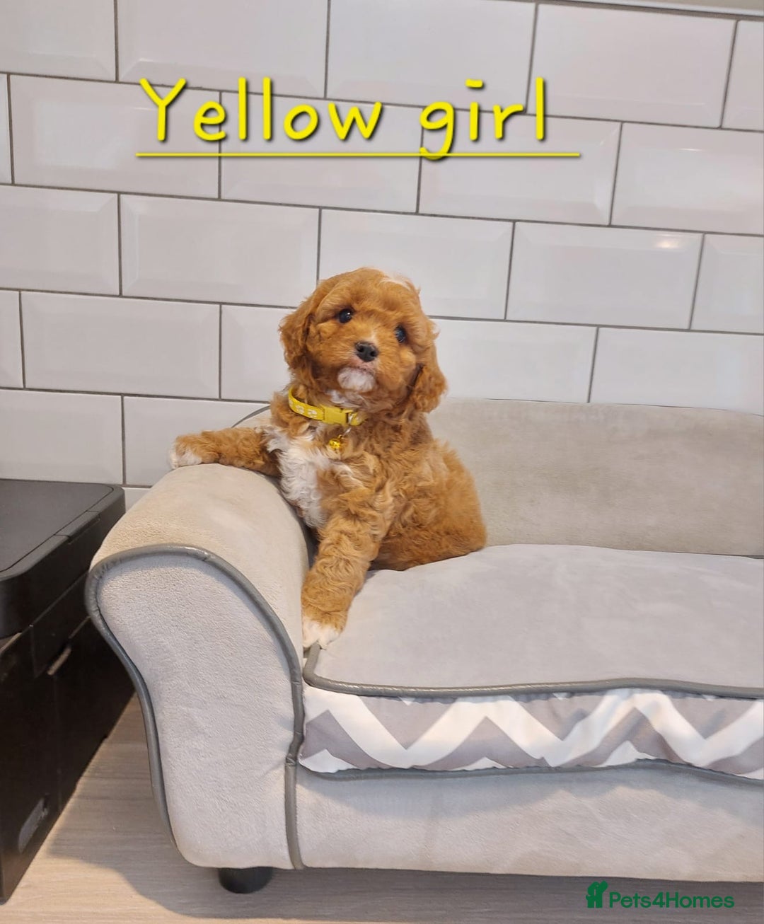 Cavachon dogs for sale: Beautiful Cavapoochon puppies 🥰 in Pencader - Image 5