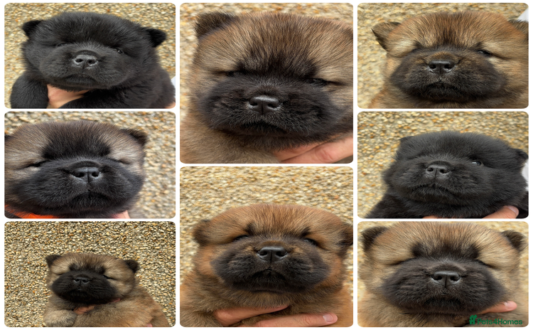 Chow Chow dogs - Advert 2