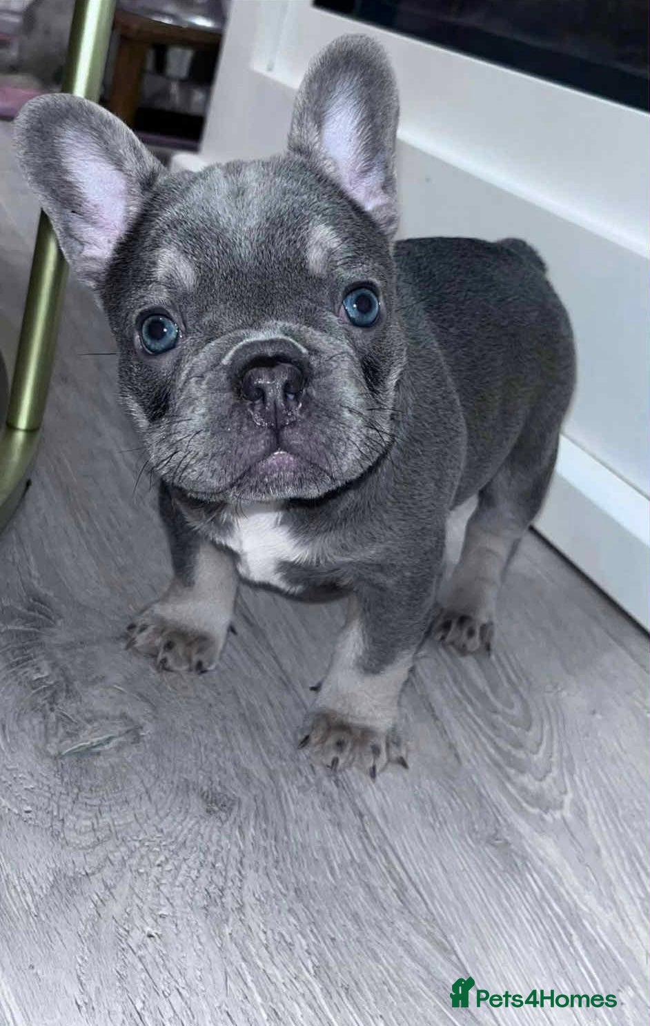 French Bulldog dogs Female French bulldog 5 months  - Advert 1