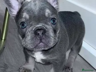 French Bulldog dogs Female French bulldog 5 months - Advert 1