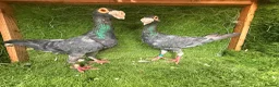 Pigeons birds for sale: Beautiful Quality Pigeons Healthy & Well Cared For - Advert 14
