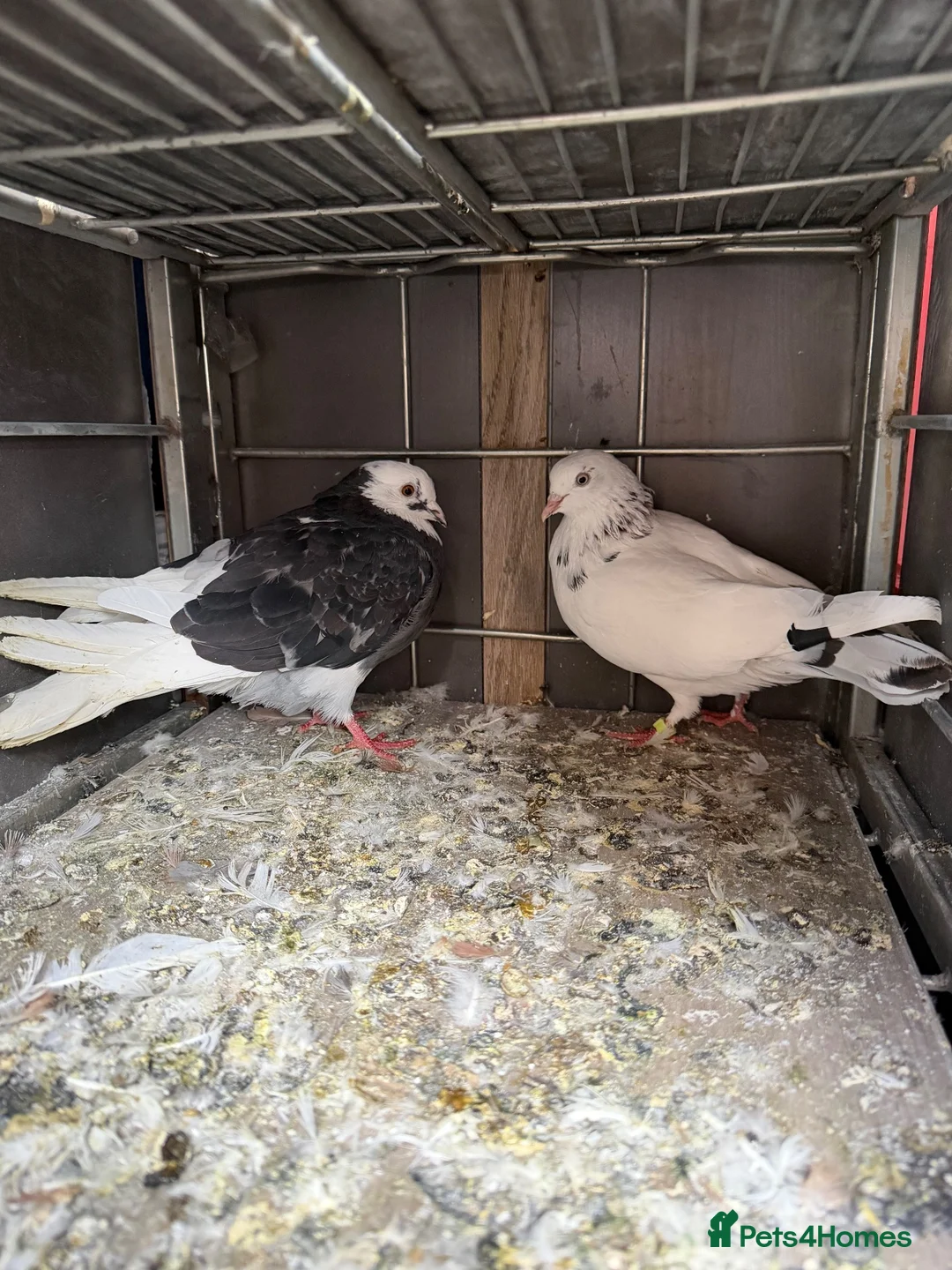 Pigeons birds for sale: Roller and flyer for sale in Dagenham - Advert 1