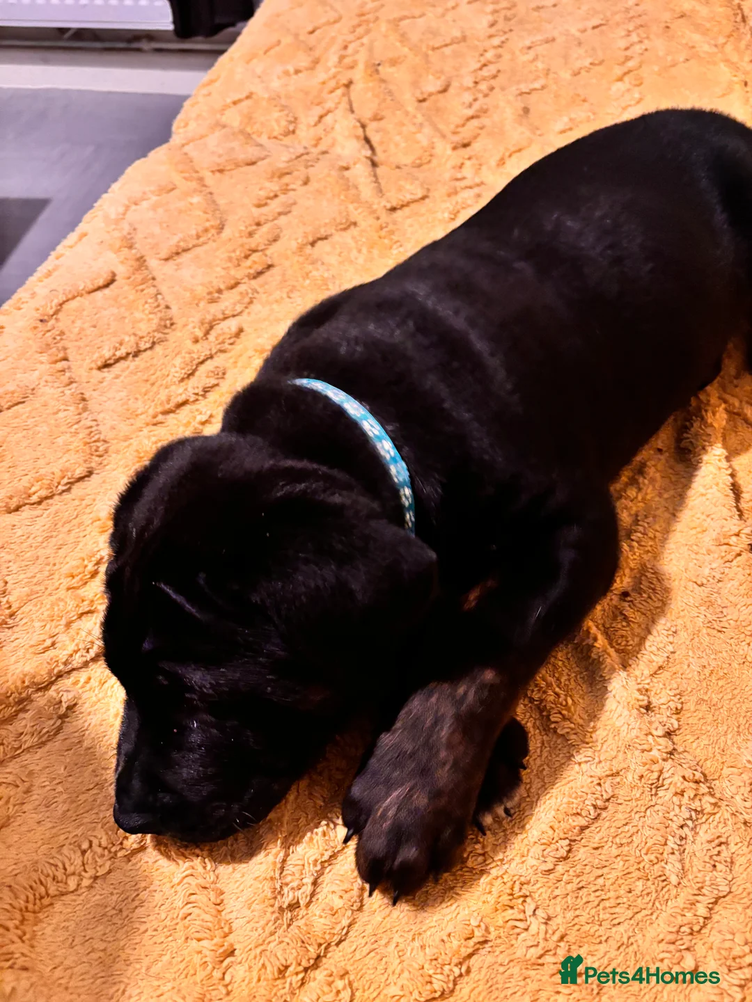 Mixed Breed dogs for sale: Rottweiler cross mixed breed - Advert 11