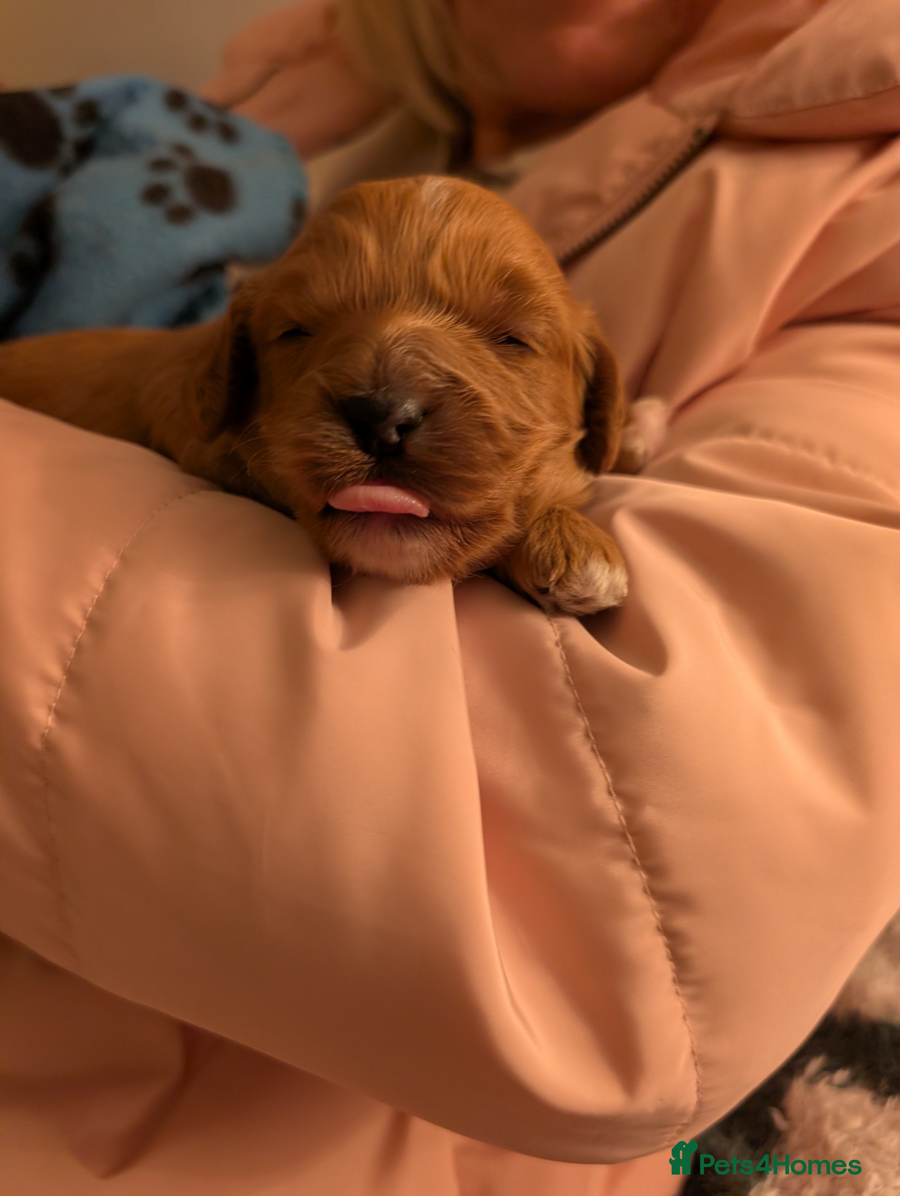 Cavapoo dogs F1B Deep Fox Red Puppies - Advert 9