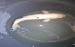 Koi Carp fish for sale: Koi for sale - Image 14