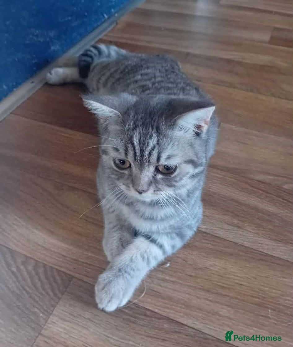 British Shorthair cats Gccf and tica registered blue silver tabby bsh - Advert 9