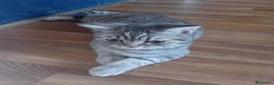 British Shorthair 1