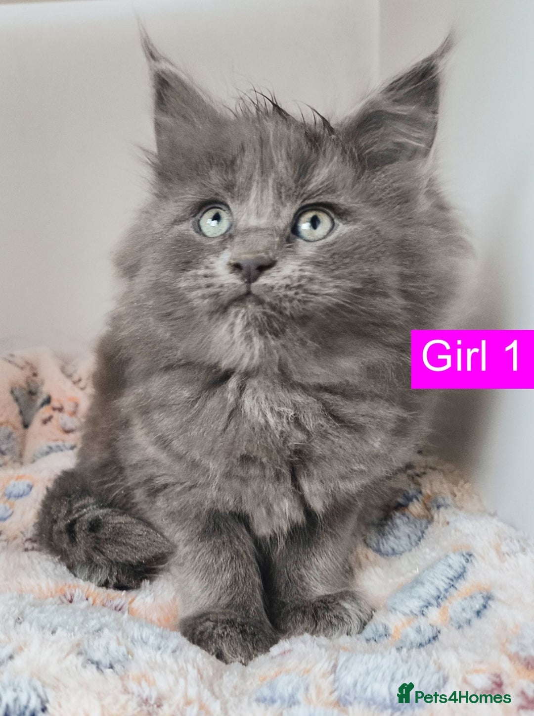 Maine Coon cats for sale: Blue Maine coon kittens + DNA health tested  - Advert 31