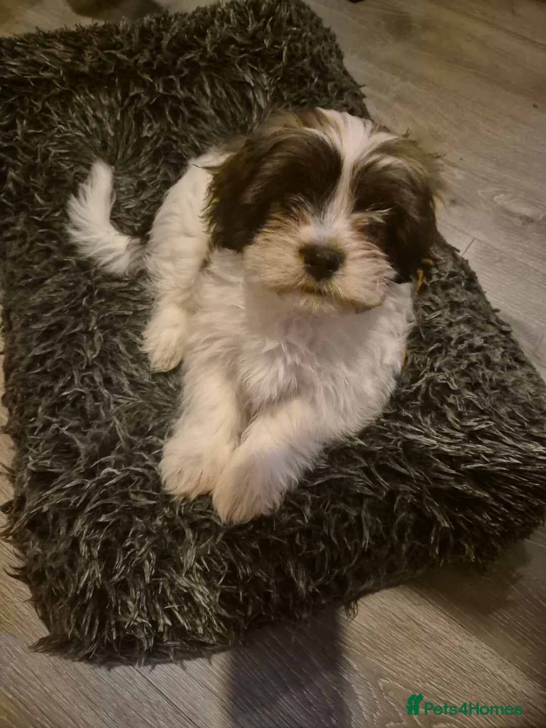 Mixed Breed dogs for sale: 2 adorable Havanse x japanese chin puppies  - Image 12