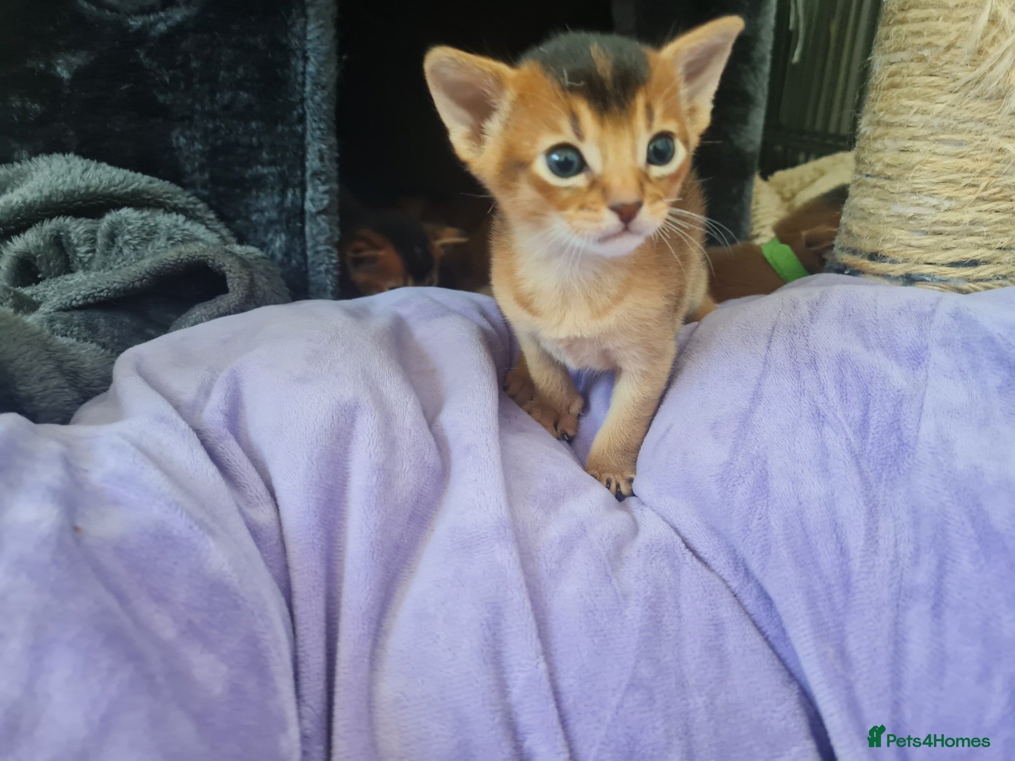 Abyssinian cats champion line Abyssinian kittens🎖🏆🏅 - Advert 12