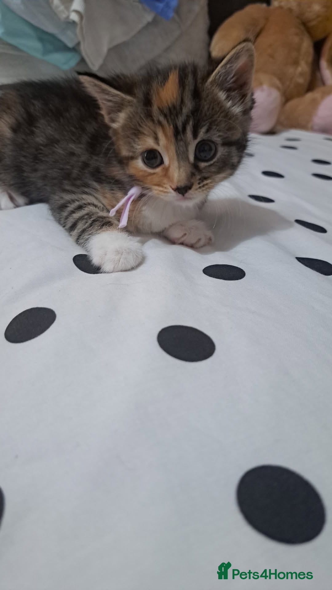 Mixed Breed cats Kittens - Advert 1