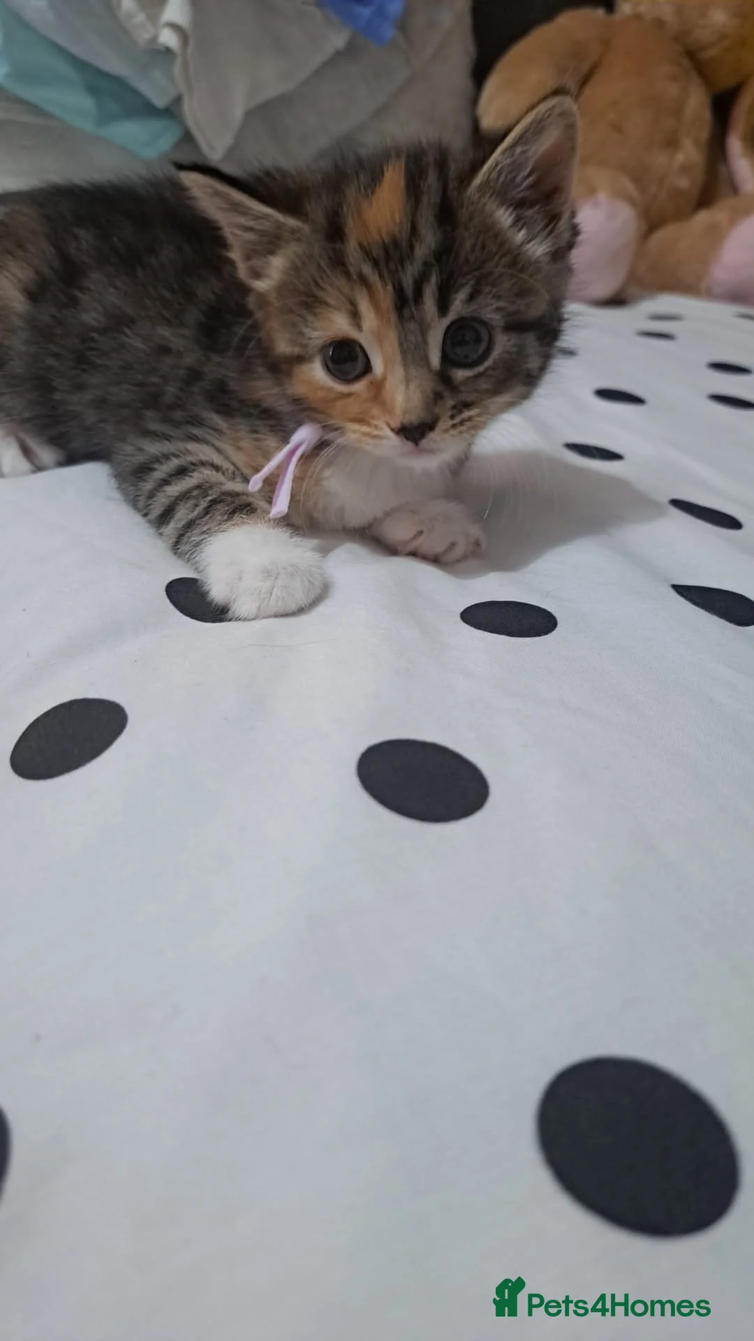 Mixed Breed cats for sale: Kittens - Advert 1