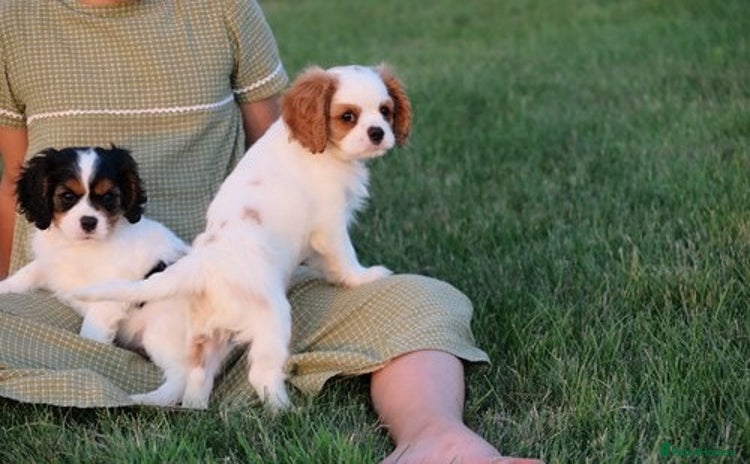Cavalier King Charles Spaniel dogs - Advert 1