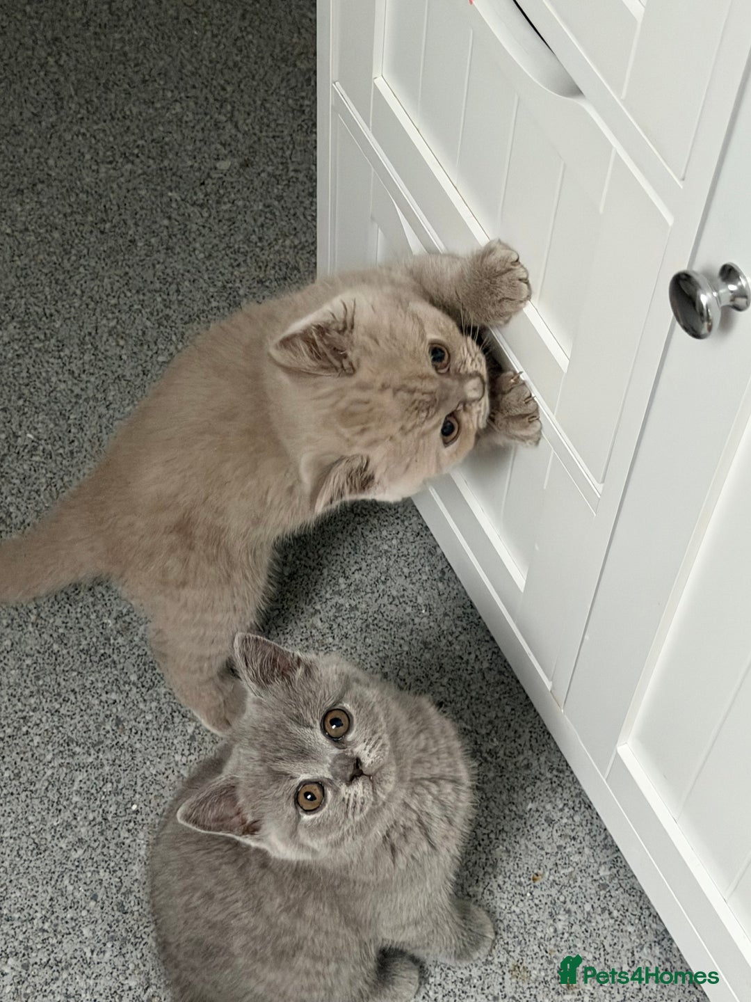 British Shorthair cats for sale: British shorthair kittens  - Advert 10