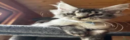 Maine Coon cats for sale: GCCF Mainecoon silver and black smokes - Advert 3