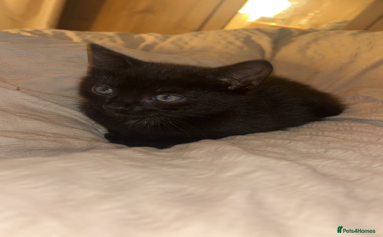 Domestic Shorthair cats - Advert 7