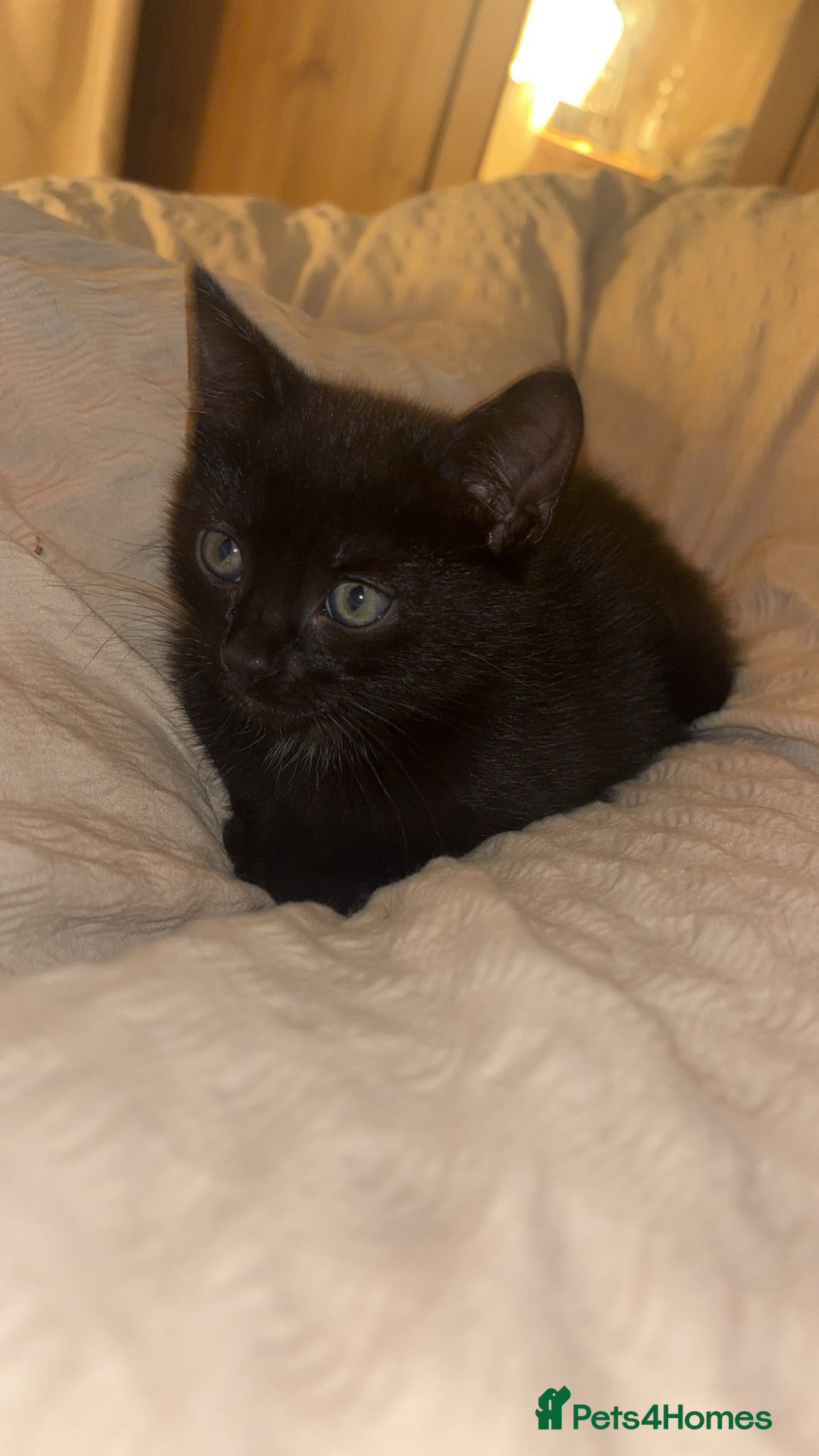 Domestic Shorthair cats for sale: 2 male all black kittens  - Image 1