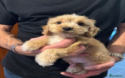 Cockapoo dogs for sale: F1 Cockapoo puppies  - Image 1