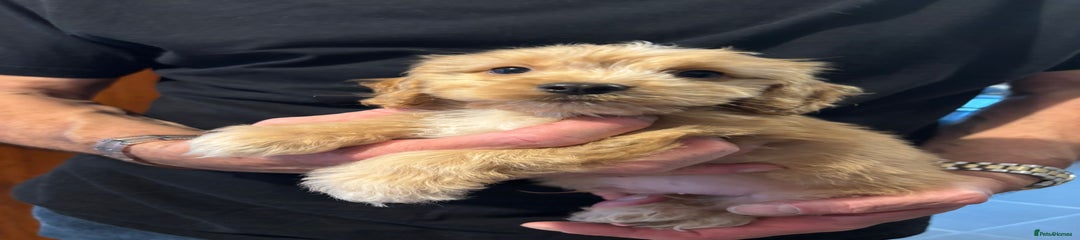 Cockapoo Puppy 1