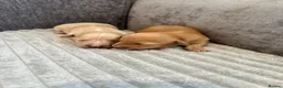 Dachshund dogs for sale: KC REG long haired miniature dachshund - Advert 9